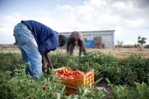 caporalato agricoltura