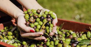 olive olio tunisino