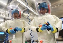 Cina, scoperto nuovo virus simile alla suina in maiali e uomini. “Potenzialmente pandemico” cine virus