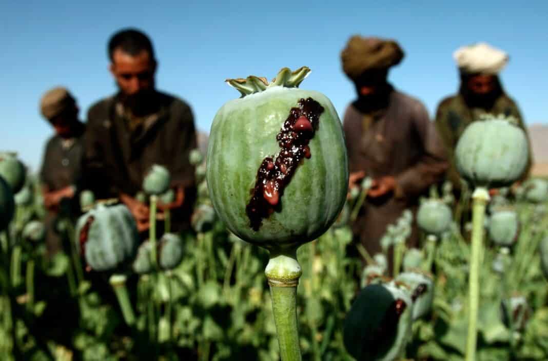 Afghanistan, oppio