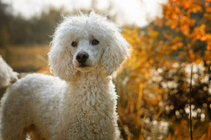 Perché Leone Il Cane Fifone è Stato Cancellato