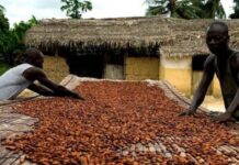 La Cina “si mangia” anche il cacao africano. E il Ghana aumenta la produzione Ghana, cacao