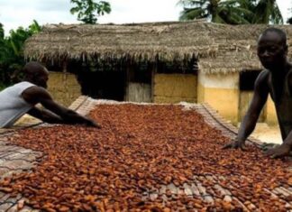 La Cina “si mangia” anche il cacao africano. E il Ghana aumenta la produzione Ghana, cacao