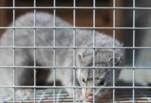 Visoni e Covid: è davvero allarme? Ecco cosa c’è da sapere visoni, covid