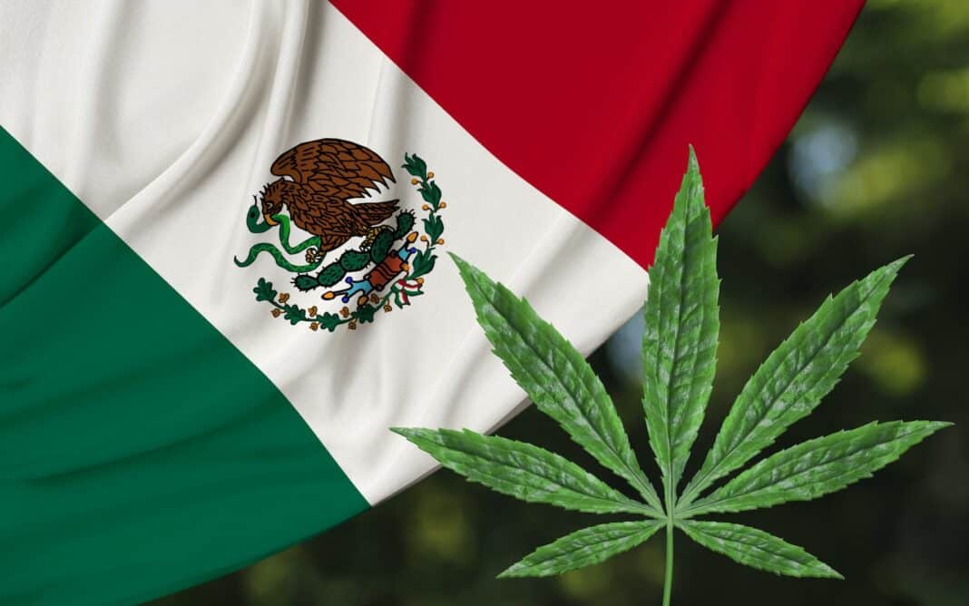 messico, cannabis