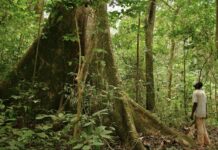 Ambiente e sviluppo: così il Gabon protegge il suo patrimonio boschivo foreste gabon