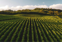 Altro che Greta: l’Italia è un “modello ecologico” in Europa italia modello ecologico, green