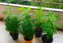 Cannabis sul balcone, Salvini all’attacco: “Noi pensiamo ai tamponi, Letta alle canne” cannabis