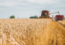 Grano, Ue sblocca 200mila ettari in Italia. “Ma i fondi non bastano” grano ue italia