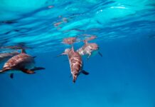 Delfini cittadini del mare: sono la comunità animale più cooperativa dopo l’uomo delfini