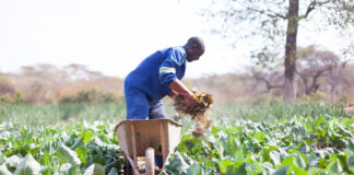 zimbabwe, agricoltura