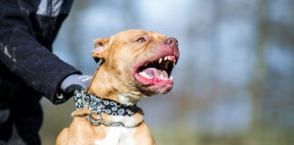 baby gang pitbull