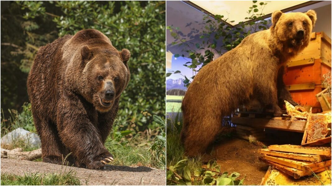 orsa orso jj4