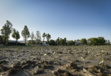 A un mese dall’alluvione in Emilia Romagna: centinaia di aziende agricole rischiano di scomparire emilia romagna aziende agricole