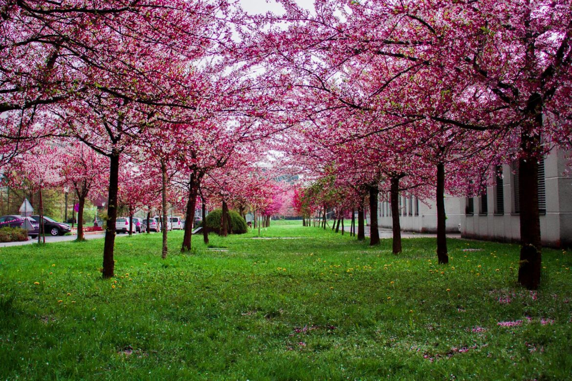 pink leafed trees on green grass field