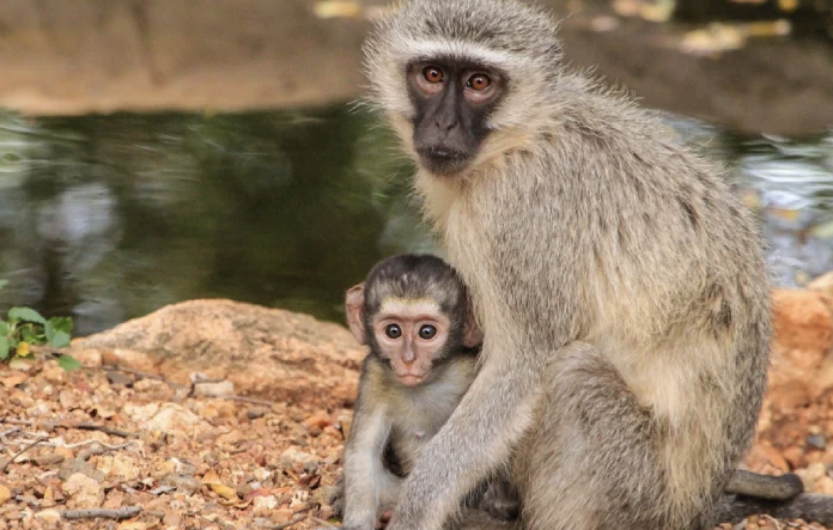 vaiolo delle scimmie