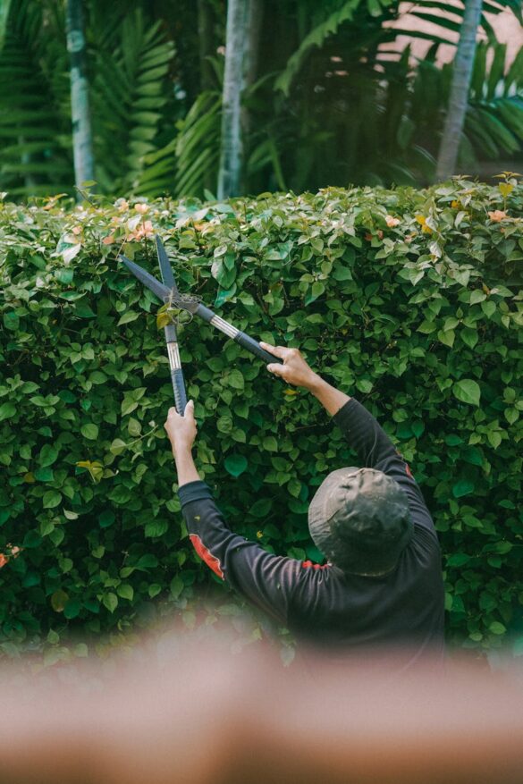 garden maintenance trimming hedges in jakarta